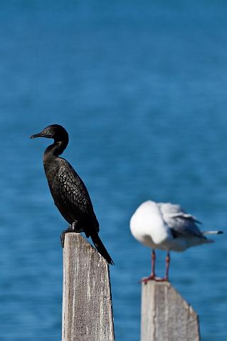 074 Mandurah, zwarte aalscholver.jpg